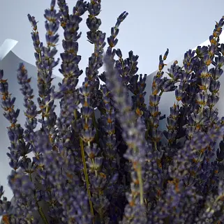 Букет лаванды S