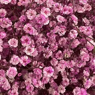 Букет из 15 веточек розовой гипсофилы