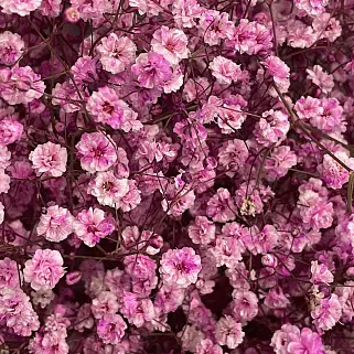 Букет из 15 веточек розовой гипсофилы