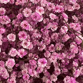 Букет из 15 веточек розовой гипсофилы