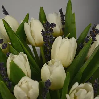 Букет в шляпной коробке из 15 белых тюльпанов с лавандой