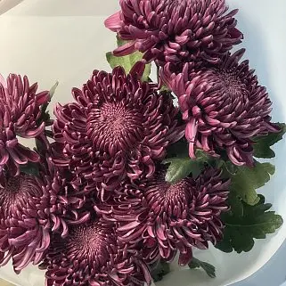 Букет из 7 хризантем Bigoudi