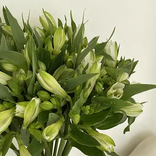 Интерьерный букет из 15 белых альстромерий