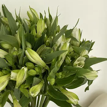 Интерьерный букет из 15 белых альстромерий