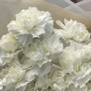 Букет из 15 белых гвоздик