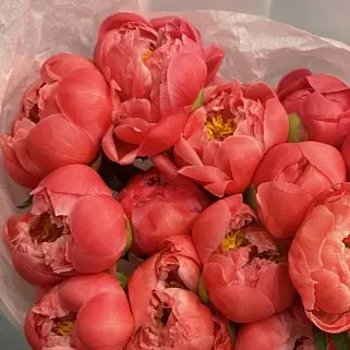 Букет из 15 пионов Coral Sunset