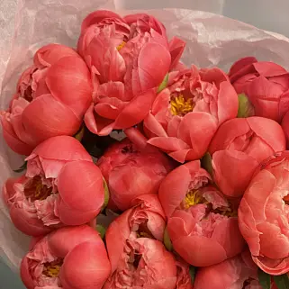Букет из 15 пионов Coral Sunset