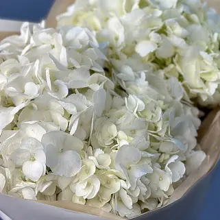 Букет из 3 белых гортензий