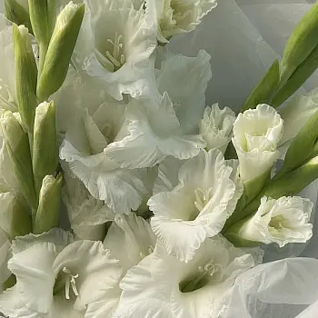 Букет из 5 белых гладиолусов