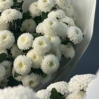 Букет из 9 кустовых хризантем Coconut