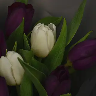 Букет из 15 тюльпанов (микс)