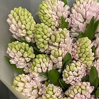 Букет из 25 розовых гиацинтов