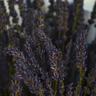 Букет лаванды L