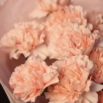 Букет из 31 розовой гвоздики