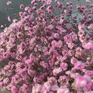 Букет из 5 веточек розовой гипсофилы