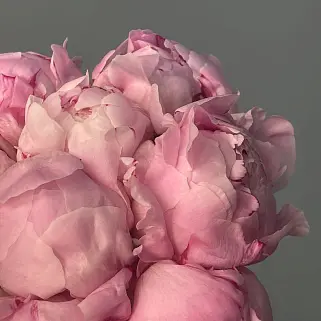 Свадебный букет невесты из 9 розовых пионов