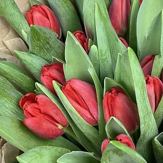 Букет из 51 красного тюльпана