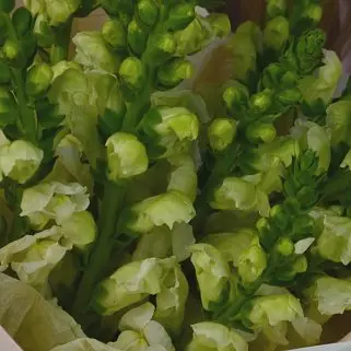 Букет из 11 антирринумов