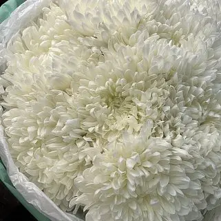 Букет из 15 белых хризантем