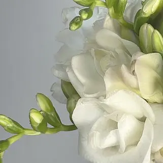 Классический свадебный букет невесты из 19 фрезий