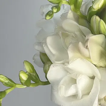 Классический свадебный букет невесты из 19 фрезий