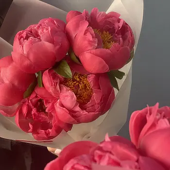 Букет из 5 пионов Coral Sunset