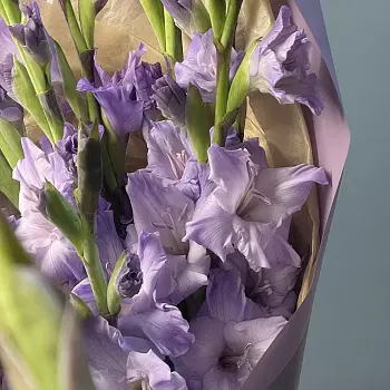 Букет из 9 лиловых гладиолусов