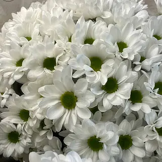 Букет из 11 белых кустовых хризантем Bacardi