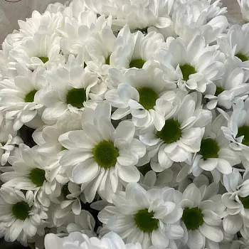 Букет из 11 белых кустовых хризантем Bacardi