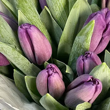 Букет из 25 фиолетовых тюльпанов