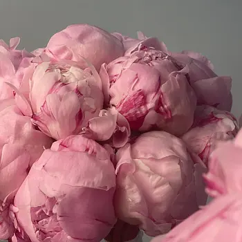 Свадебный букет невесты из 15 розовых пионов