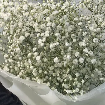 Букет из 5 веточек гипсофилы