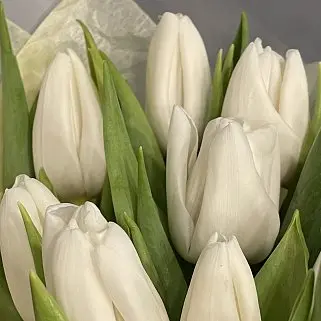 Букет из 9 белых тюльпанов