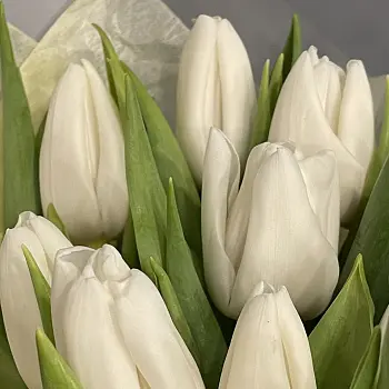 Букет из 9 белых тюльпанов