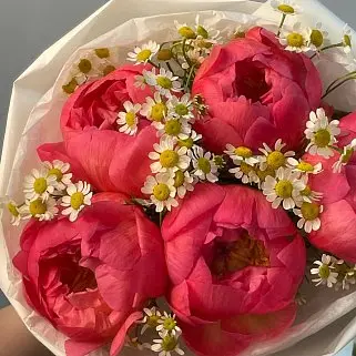 Букет из 5 пионов Coral Sunset и матрикарии