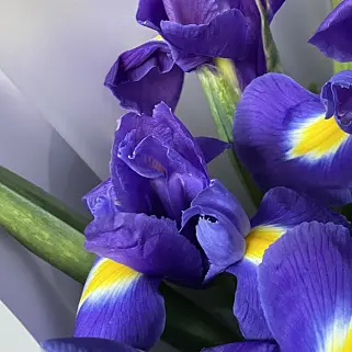 Букет из 15 ирисов