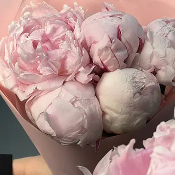 Букет из 5 розовых пионов