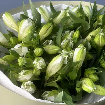 Букет из 9 белых альстромерий