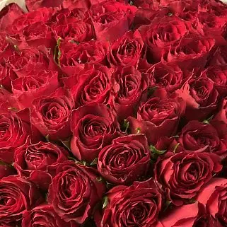 Букет из 101 красной розы 50см (Кения)