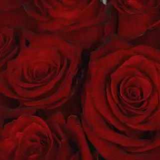 Букет из 15 красных роз 60см