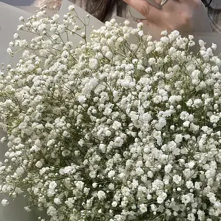 Букет из 15 веточек гипсофилы