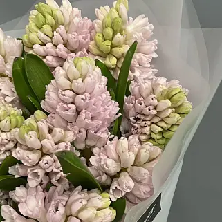 Букет из 15 розовых гиацинтов
