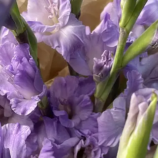 Букет из 5 лиловых гладиолусов