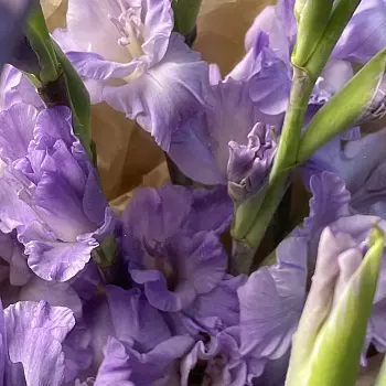 Букет из 5 лиловых гладиолусов