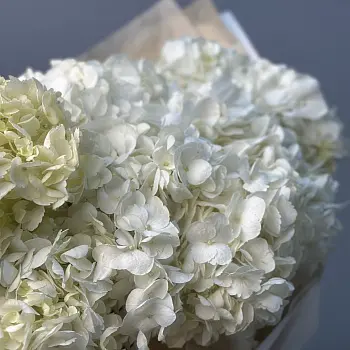 Букет из 7 белых гортензий