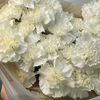 Букет из 25 белых гвоздик