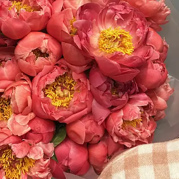 Букет из 51 пиона Coral Sunset