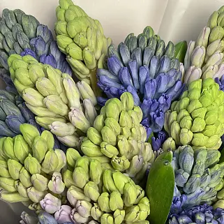 Букет из 25 гиацинтов (микс)