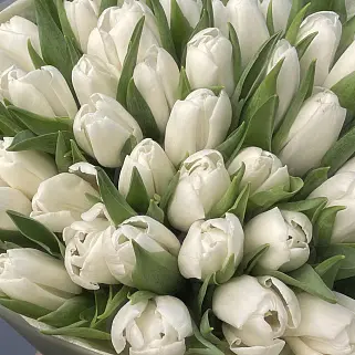 Букет из 51 белого тюльпана