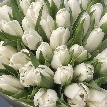 Букет из 51 белого тюльпана